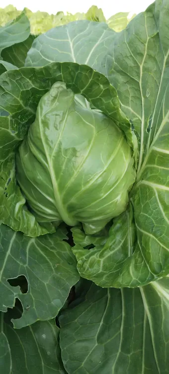 甘蓝新鲜采摘现砍现发4斤装无农残