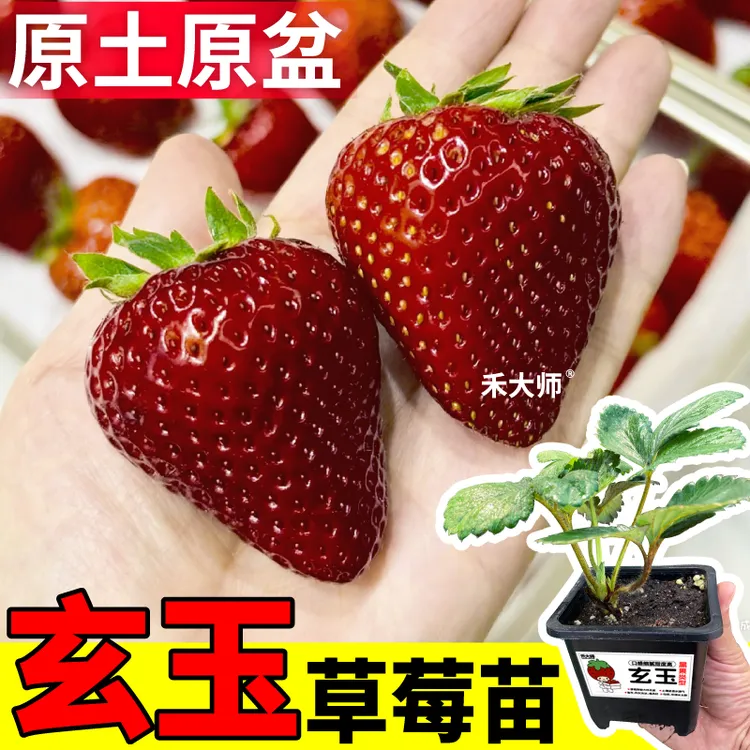 四季盆栽草莓秧苗原土盆玄玉红颜真红美玲天使大果章姬白黑红果
