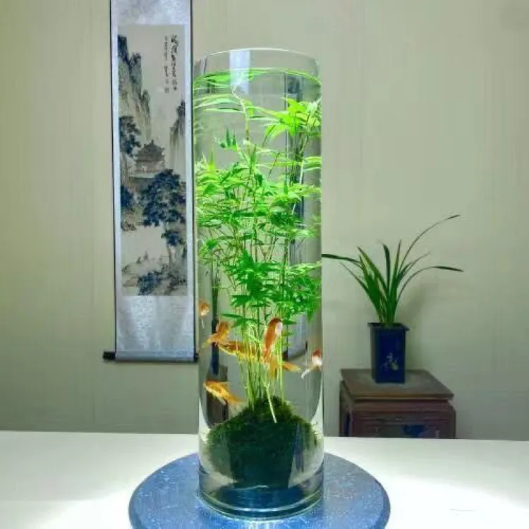 水培米竹绿植盆栽室内水培植物茶室盆景竹室内绿植观音竹网红植物