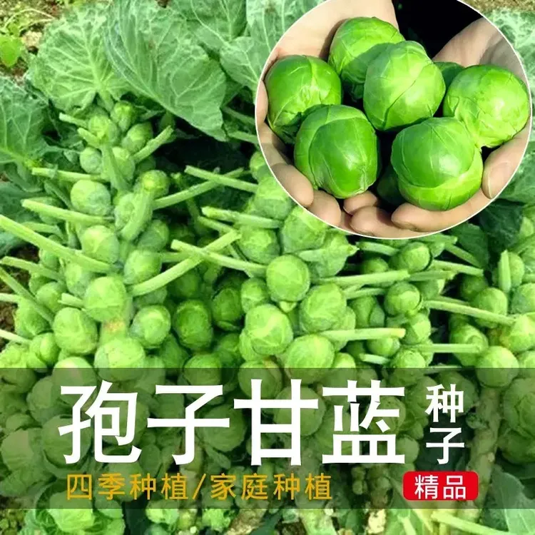 孢子甘蓝孢子甘蓝菜种子苗蔬菜种籽四季盆栽小院小包菜卷心蔬菜