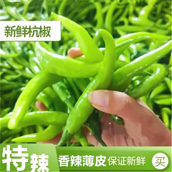 【特辣】薄皮青辣椒杭椒新鲜虎皮尖椒产地直发农家超辣应季便宜蔬菜
