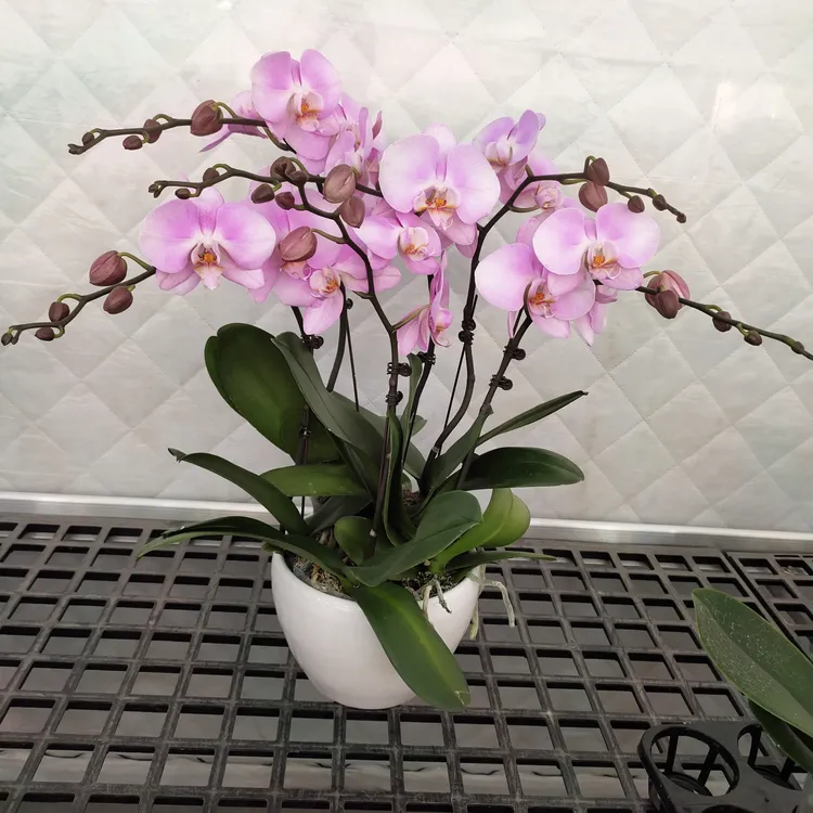 精品蝴蝶兰盆栽超大花【芳美女朋友】