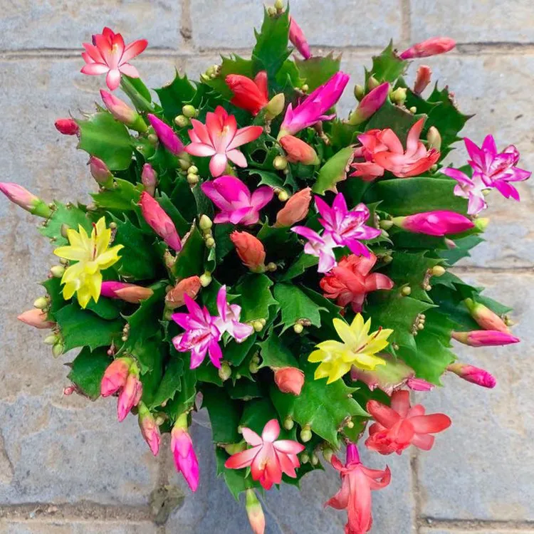 重瓣蟹爪兰盆栽多色花卉室内阳台好养活四季开花耐悍绿植四季开花