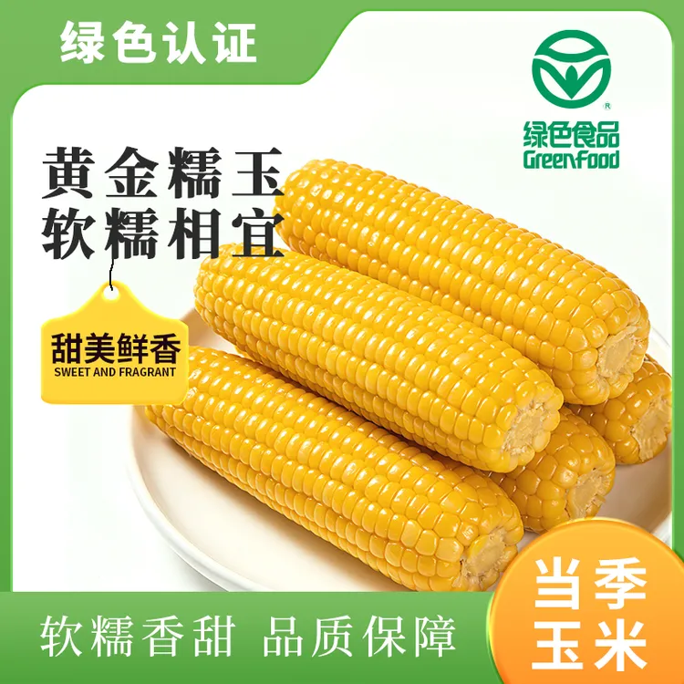 山西晋中原产地直发【绿色认证黄糯玉米】软糯香甜【试吃两根】