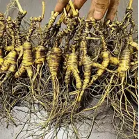 补差价 高龄长白山林下参新鲜参籽货适合泡酒煲汤供中老年人使用