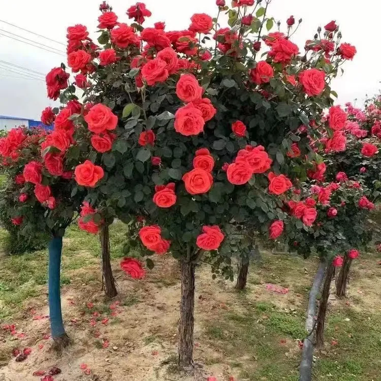 绯扇粉扇树桩棒棒糖高杆月季老桩浓香绯扇国月山木香老桩直杆 