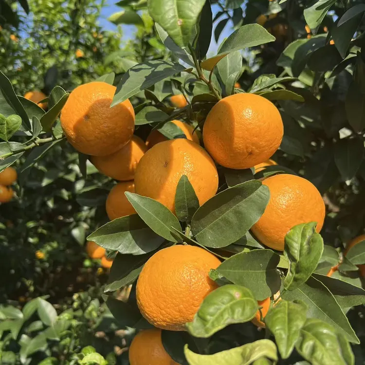 广西沃柑新鲜现摘产地直发现摘现发新鲜沃柑