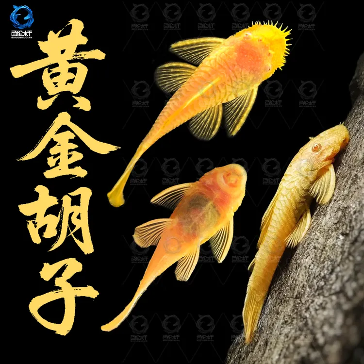 黄金大胡子鱼清洁鱼缸吃粪便除藻净缸热带小型观赏工具鱼