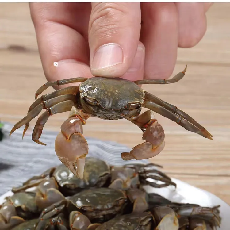 盐城特产醉小蟹发财蟹开罐即食捞汁小海鲜正宗生腌海鲜小螃蟹