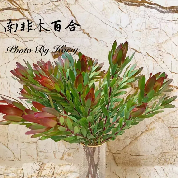 早安花园~南非进口凤凰木百合   室内观赏性花材 可做干花
