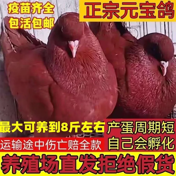 纯种正宗元宝鸽公母一对特大活体青年观赏鸽子幼鸽家养宠物鸽鸽粮