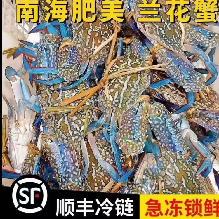 广东茂名博贺港兰花捕捞保鲜（顺丰包邮发货）