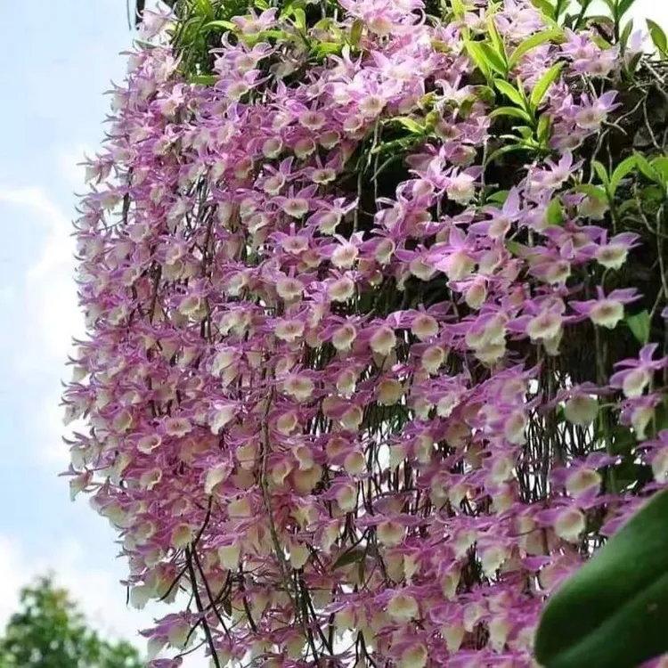 天宫挂板装饰开花好养