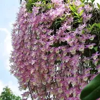 天宫挂板装饰开花好养