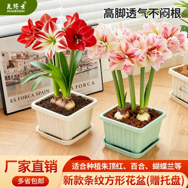 花博士新款高档方形花盆球根朱顶红百合郁金香树脂种植盆