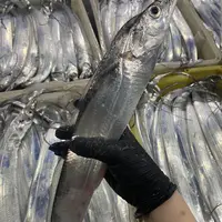 C广东汕尾南海深海野生青章带鱼