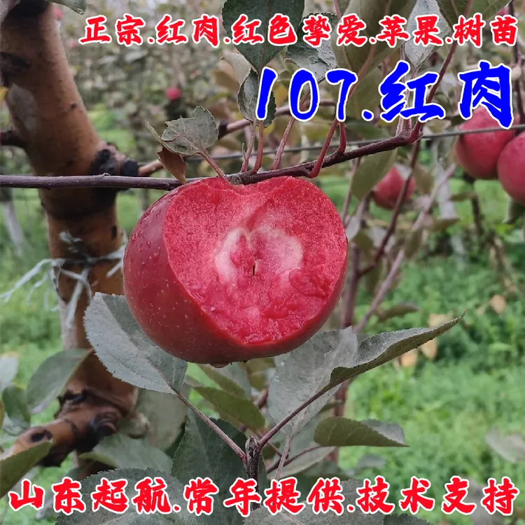 嫁接早熟瑞士红色之爱苹果树苗矮化盆栽庭院红心苹果苗南北方种植