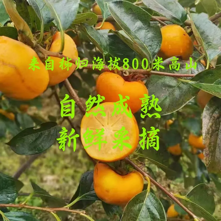 秭归苹果柿脆甜柿子高山自然成熟现摘现发