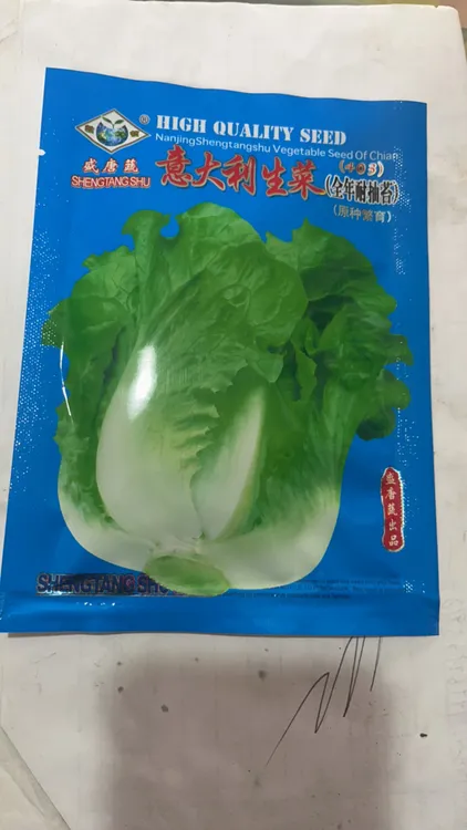 意大利生菜全年耐抽苔10克装