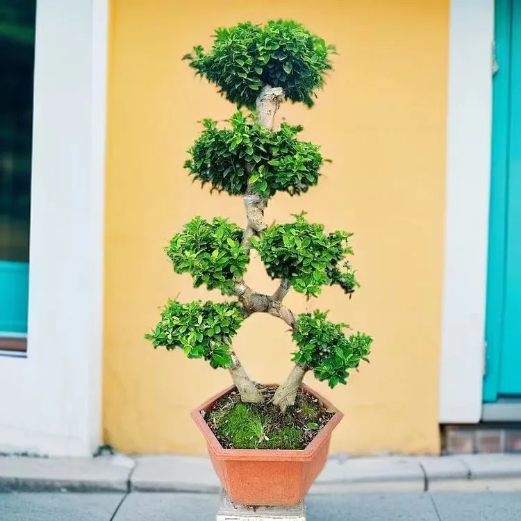 高度1米左右金钱榕盆栽绿植花卉大8字老桩造型小叶人参榕树盆景