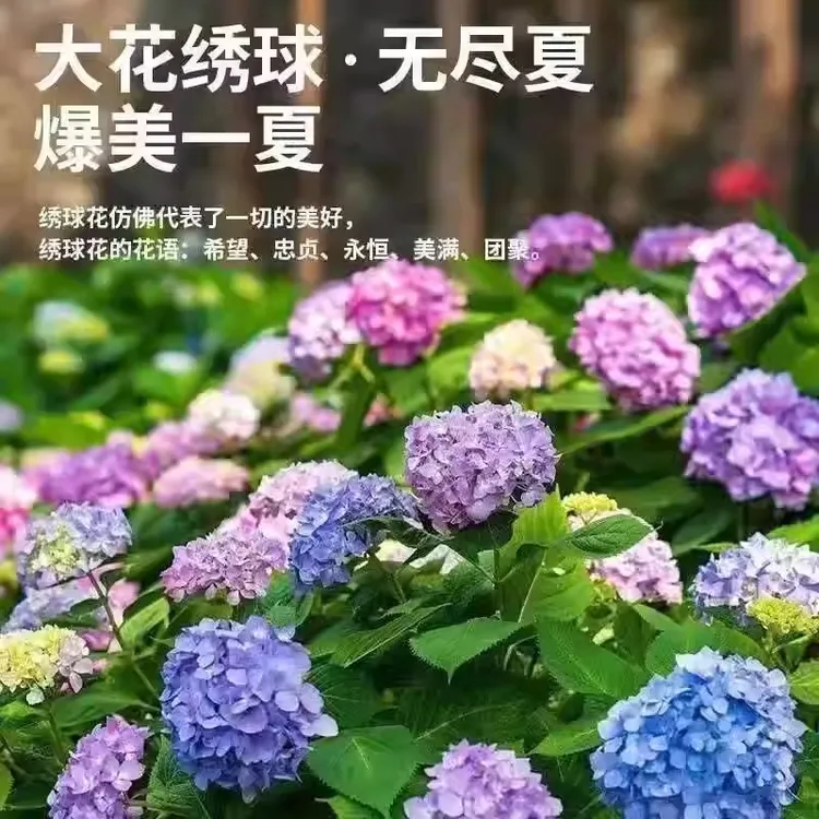 【新疆包邮】混色梦幻绣球花种子庭院阳台盆栽地栽易活四季开花室外