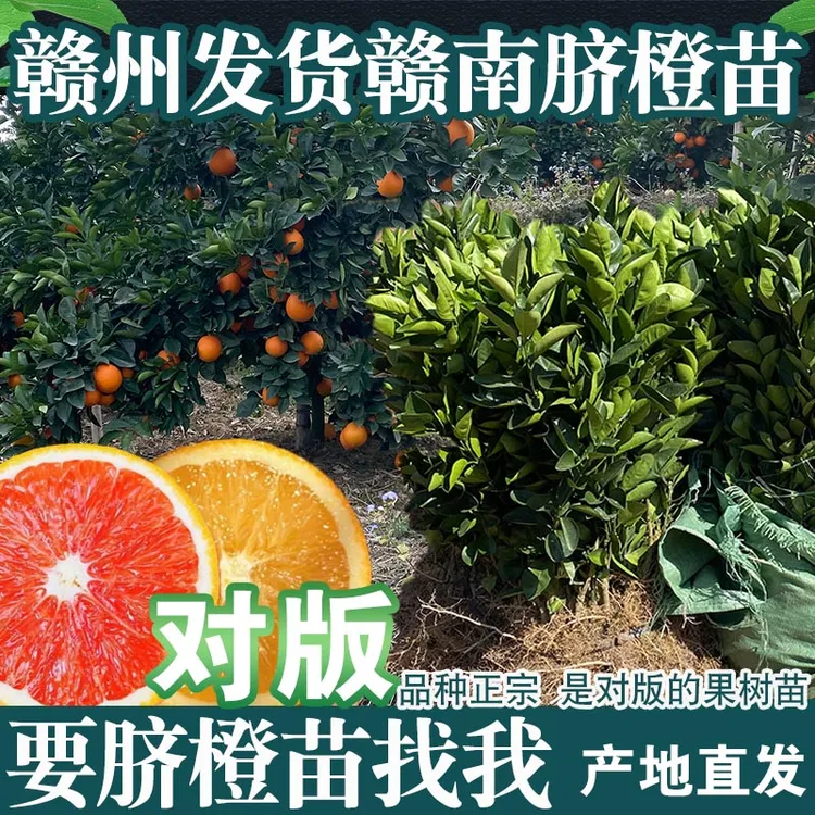 正宗赣南脐橙苗纽荷尔黄肉橙子苗卡拉血橙苗红肉对版脐橙苗一年苗