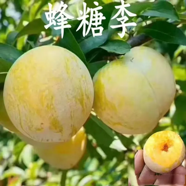 正宗蜂糖李子树苗脱骨青脆李子树苗早熟南方北方地栽盆栽当年结果