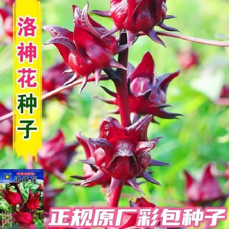原装洛神花种花苗洛神种落神花红桃k种子花籽庭院盆栽秋四季播种