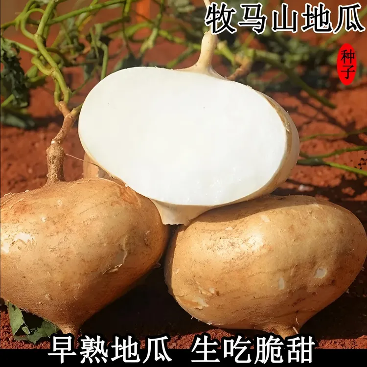 【早熟牧马山地瓜种子】凉薯水果地瓜种籽高产大田阳台盆栽蔬菜种子
