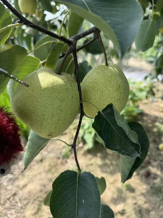 应季新鲜砀山酥梨皮薄甘甜可口可熬梨水煲汤水果