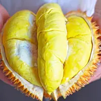 【树熟金枕榴莲】金枕榴莲鲜榴莲