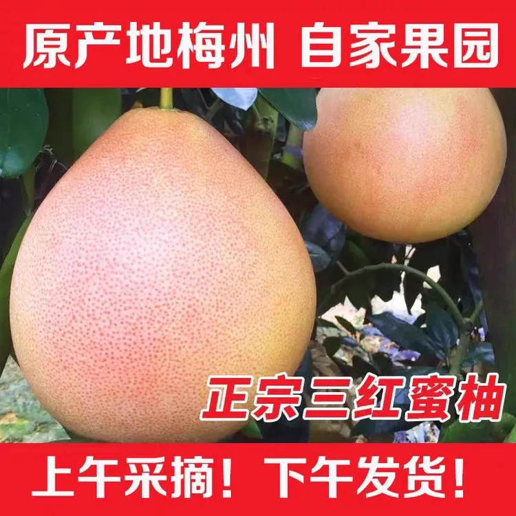 正宗广东梅州大浦红心蜜柚红肉超甜应季新鲜水果