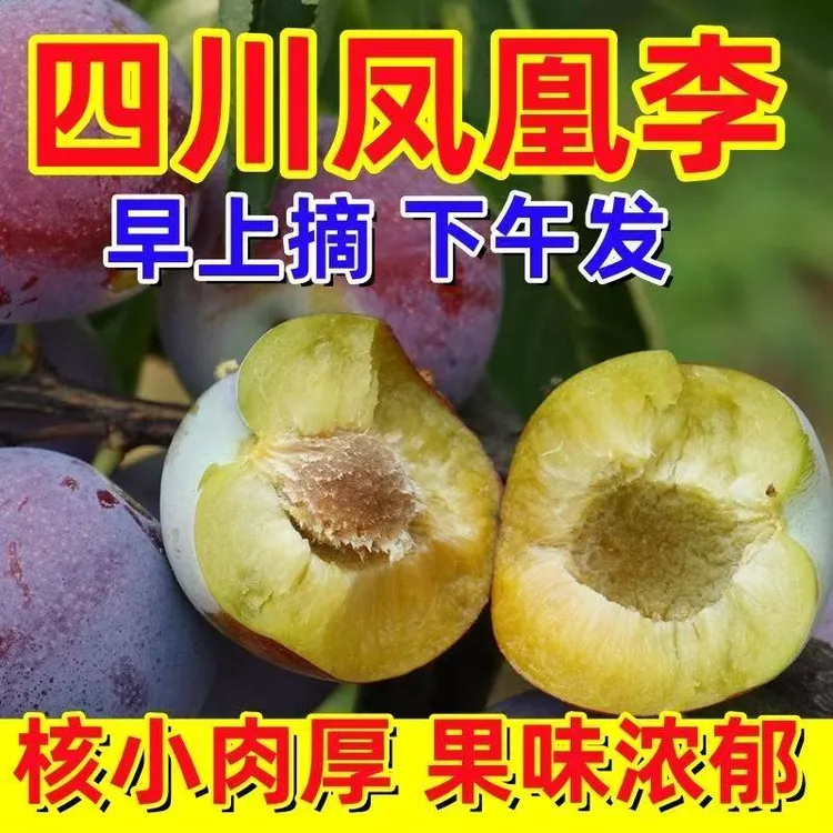 四川五月脆凤凰李脆李子脆红李脱骨李新鲜采摘脆甜肉厚水果