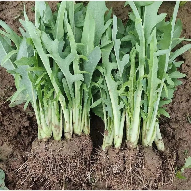 正宗广西博白甜麦菜苗种苗容易栽种苦唛菜秧苗阳台可盆栽楼顶庭院