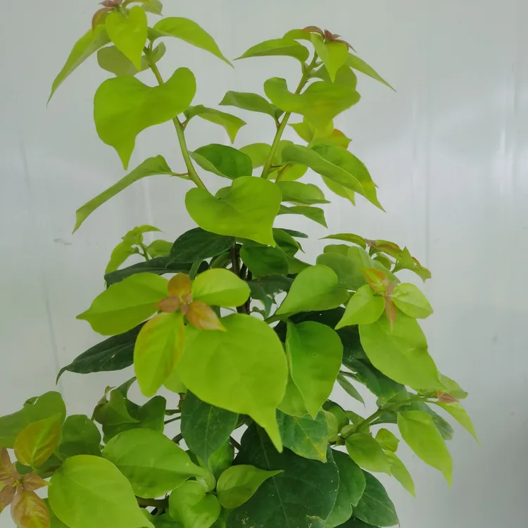 原生金凤凰勤花品种家庭阳台开花花卉植物原盆原土发货