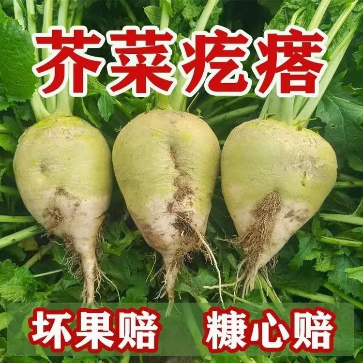 新鲜芥菜疙瘩大头菜农家辣芥菜头腌咸菜芥菜疙瘩酸菜丝现挖现发