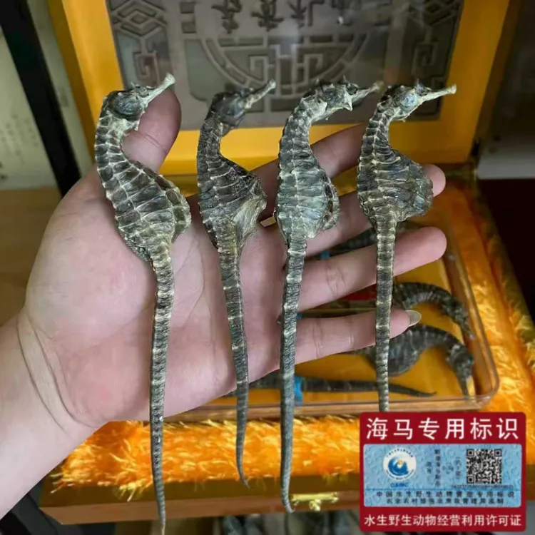 【正品】精选正宗海马干品泡酒煲汤新鲜晾晒蓝标正品 公母配对 高汤