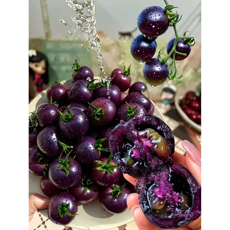 【蓝莓番茄种子】蓝莓番茄种子四季阳台