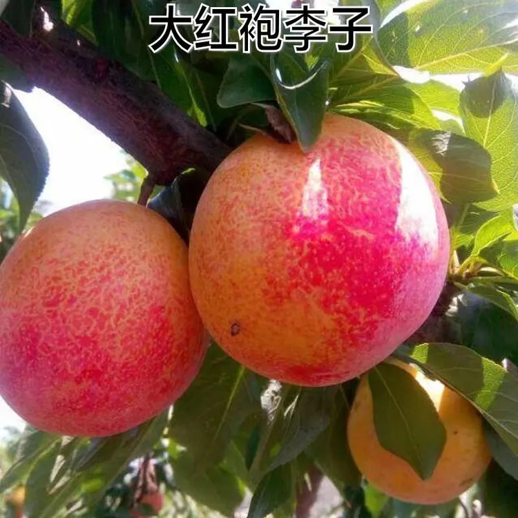 新品种果树苗李子树苗特果大红袍李子苗嫁接苗南北方种植当年结果商品图