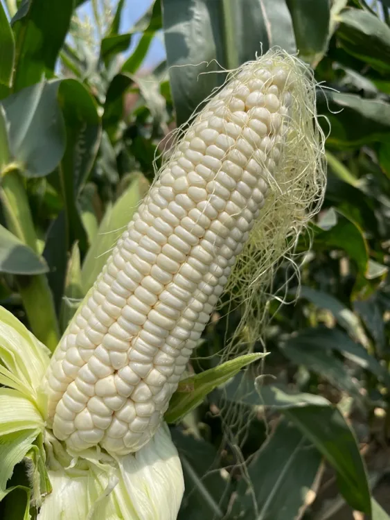 新鲜白糯玉米，软糯香浓