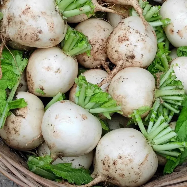 四川圆白萝卜新鲜打霜春不老圆萝卜农家白萝卜泡菜萝卜产地直发
