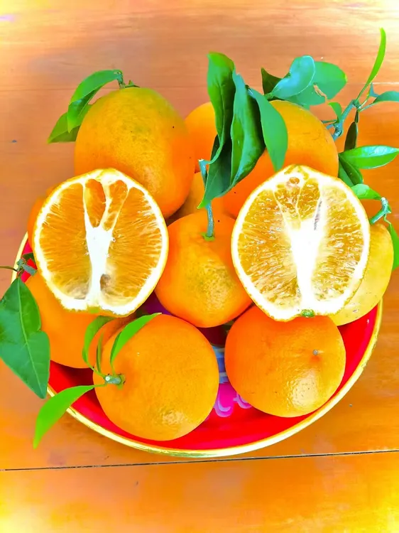 自然成熟果园采摘鲜甜多汁的脐橙