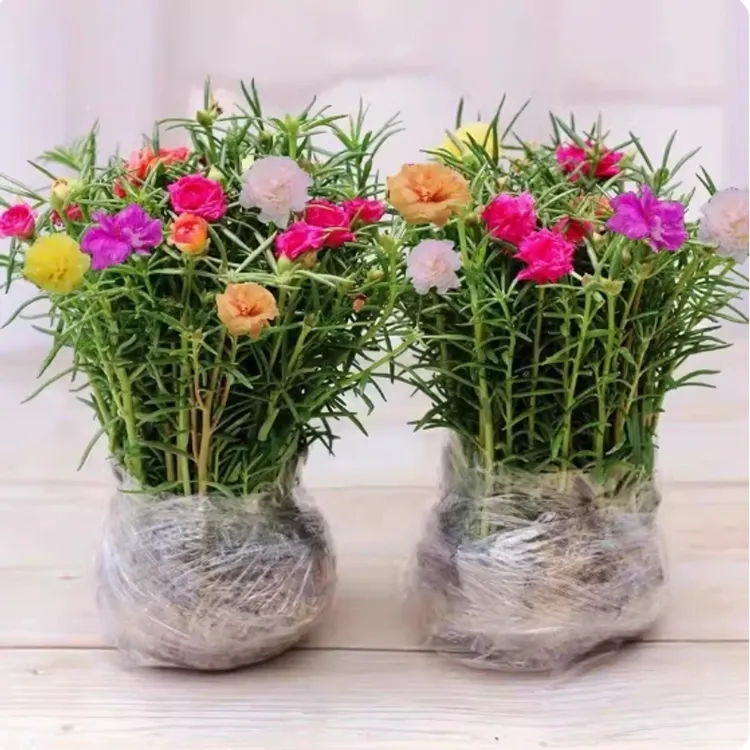 【太阳花粗苗】混色重瓣带根带土基地带花苞花卉植物四季多色盆栽