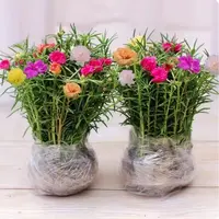 【太阳花粗苗】混色重瓣带根带土基地带花苞花卉植物四季多色盆栽