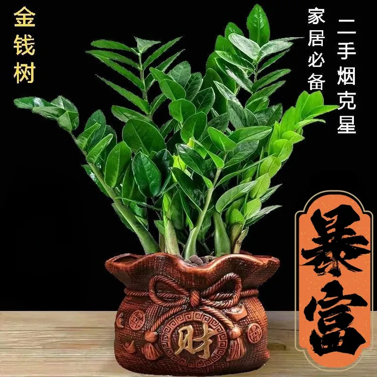 室内客厅四季常青招财树绿植新款金钱树盆栽桌面客厅绿植大盆栽