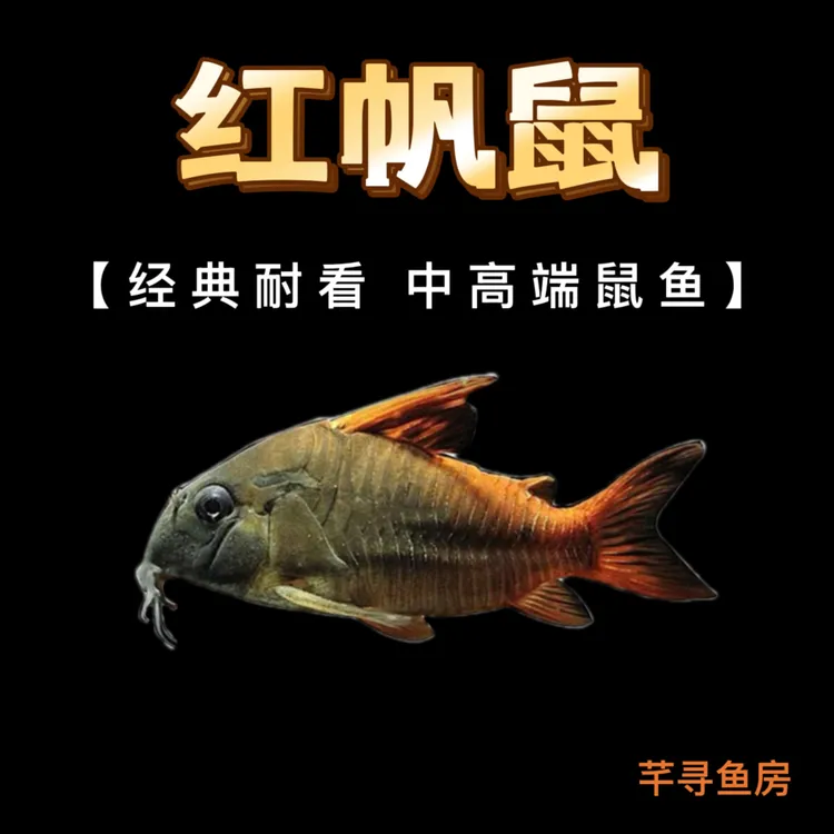 红帆鼠经典热带底栖观赏鱼中大型底层鼠鱼
