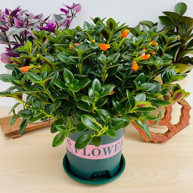 金鱼吊兰带花苞盆栽花卉室内阳台好养的植物趣味植物开花像小金鱼