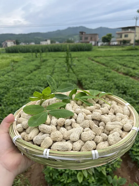 [2025新花生]忠信水煮咸干软糯鲜香去壳即食花生带壳熟好吃不上火