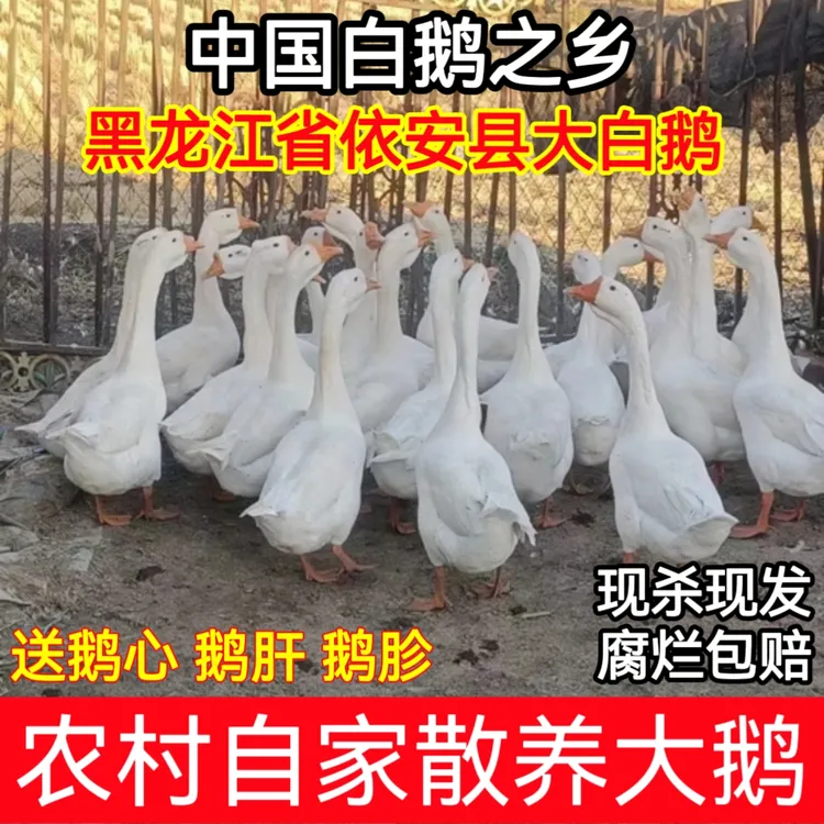 东北大白鹅农村散养笨鹅白鹅之乡依安县原产地新鲜鹅肉土鹅