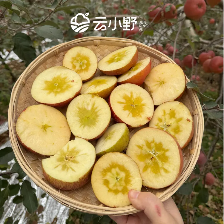 【顺丰发货】云南昭通丑苹果 正宗高原冰糖心新鲜采摘（霜后高糖版）